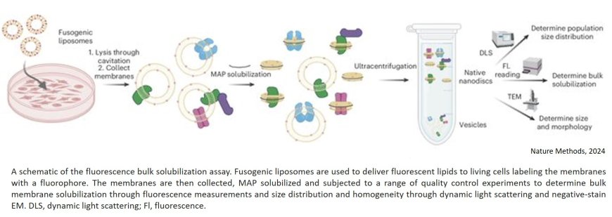 A proteome-wide quantitative platform for nanoscale spatially resolved extraction of membrane proteins into native nanodiscs