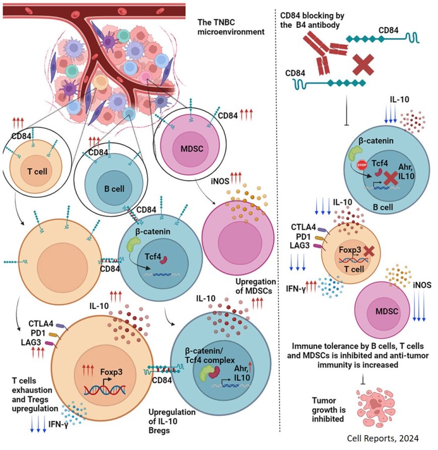 CD84 as a therapeutic target for breaking immune tolerance in triple-negative breast cancer