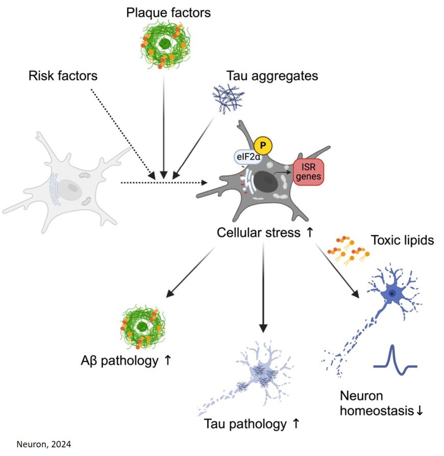 Mechanism of cellular stress mediated neurodegeneration