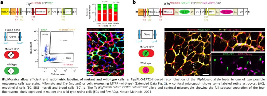 iFlpMosaics enable the multispectral barcoding and high-throughput comparative analysis of mutant and wild-type cells