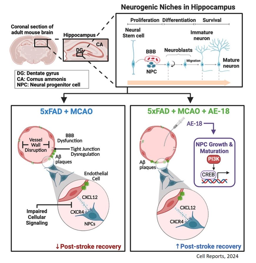 Post-stroke hippocampal neurogenesis is impaired by microvascular dysfunction and PI3K signaling in cerebral amyloid angiopathy