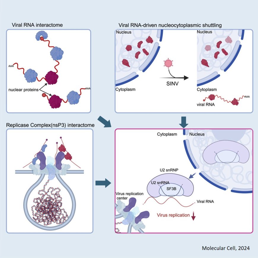 Antiviral protein network identified using alphavirus infection