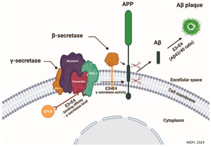 Presenilin: A Multi-Functional Molecule in the Pathogenesis of Alzheimer’s Disease and Other Neurodegenerative Diseases