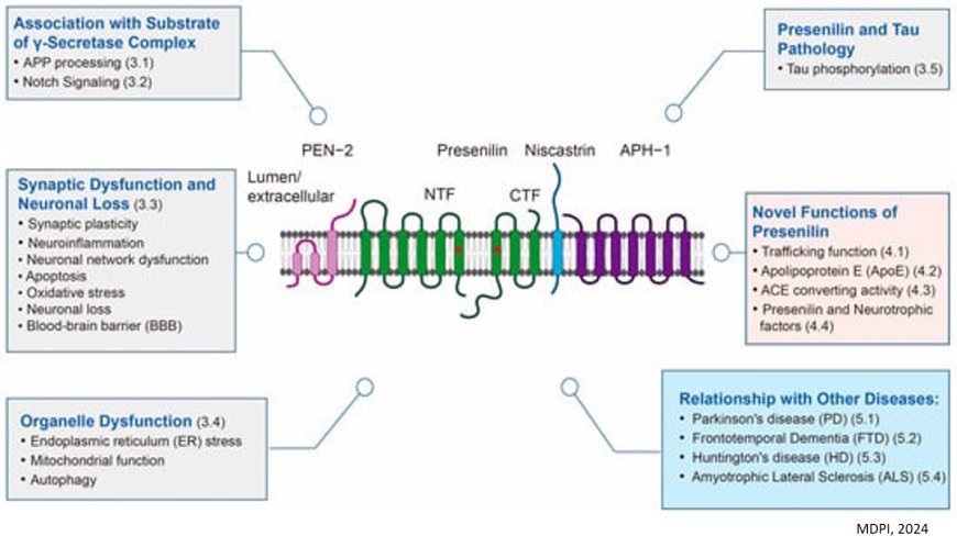 Presenilin (PSEN)  in Alzheimer’s