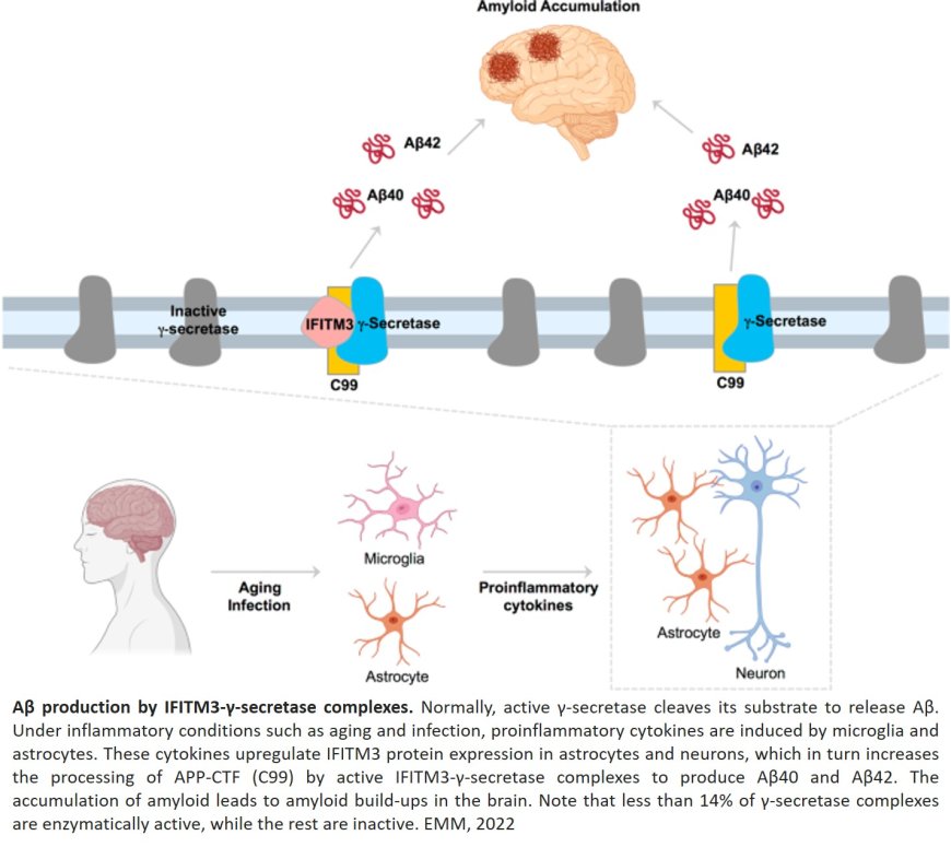 γ-Secretase in Alzheimer’s disease