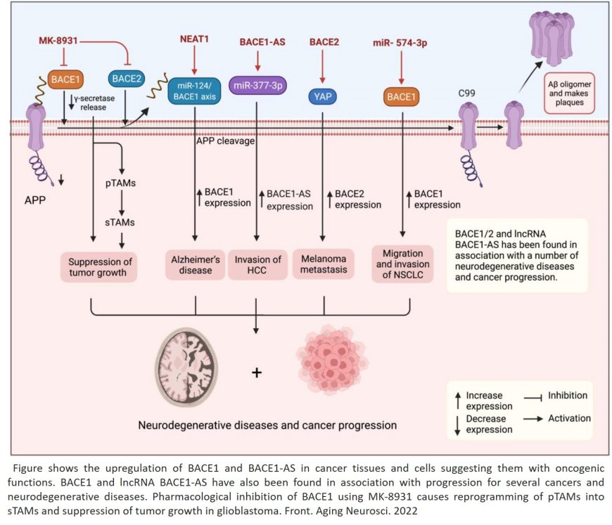 The Emerging Roles of the β-Secretase BACE1 and the Long Non-coding RNA BACE1-AS in Human Diseases: A Focus on Neurodegenerative Diseases and Cancer