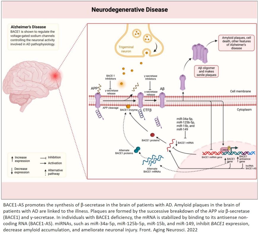 Beta secretase