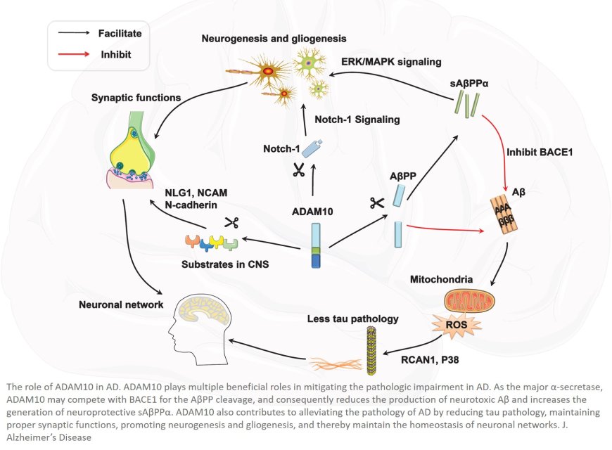 The Role of ADAM10 in Alzheimer’s Disease