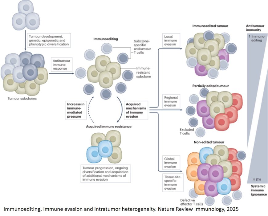 Cancer immune evasion, immunoediting and intratumor heterogeneity