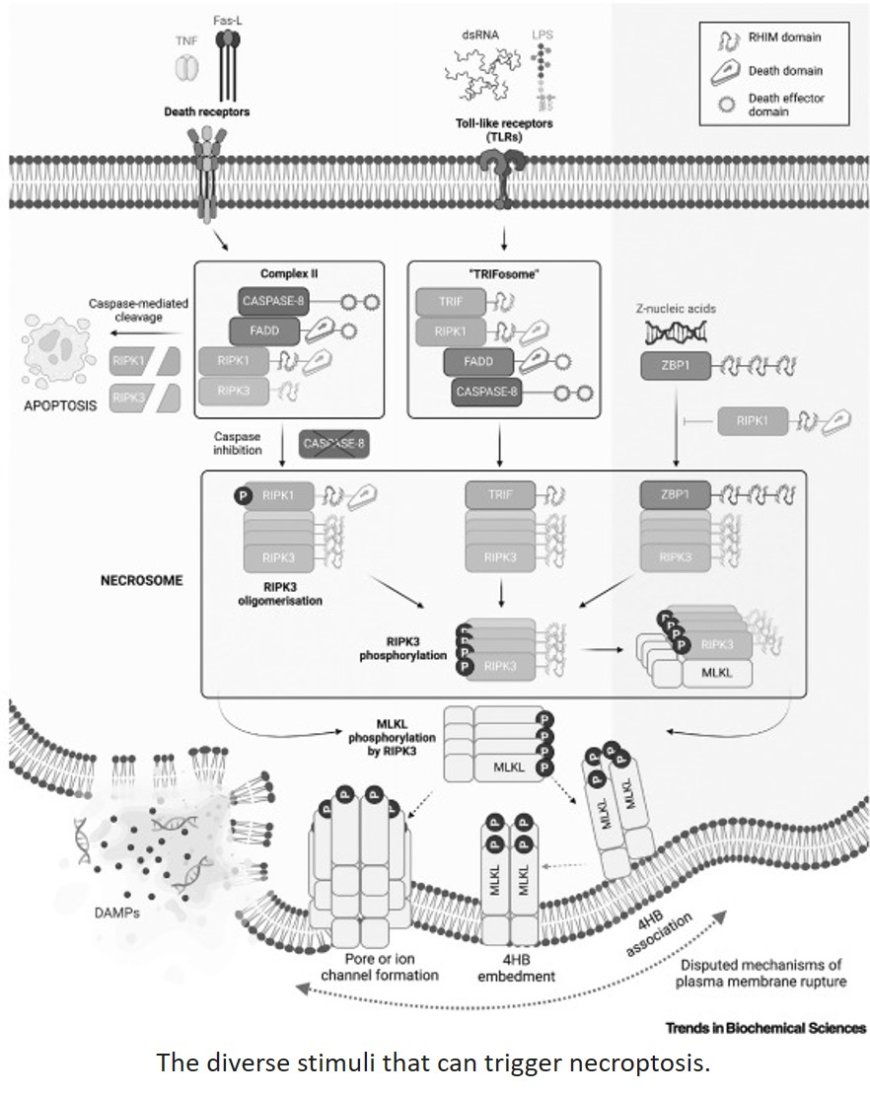 Protein shapeshifting in necroptotic cell death signaling