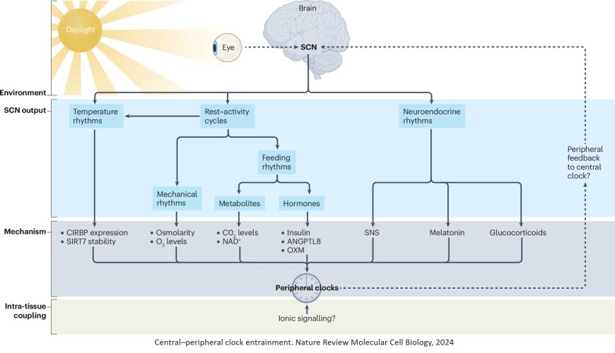 Circadian clock communication during homeostasis and ageing