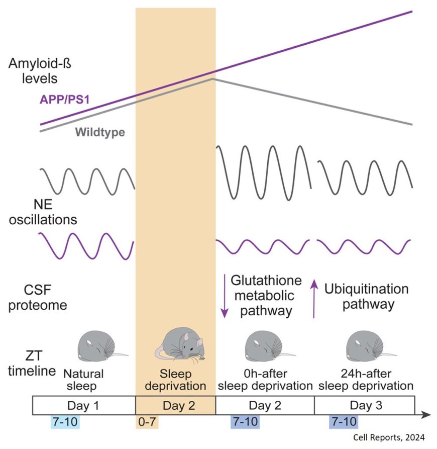 Sleep deprivation leads to non-adaptive alterations in sleep microarchitecture and amyloid-b accumulation in a murine Alzheimer model