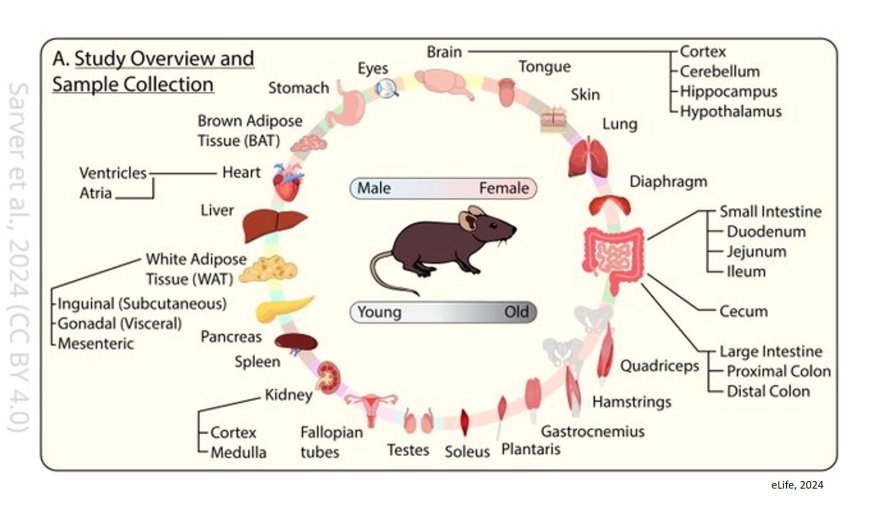 Mitochondrial function across sex and age