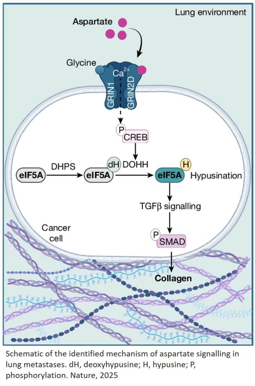 Why the lung is a frequent site of cancer metastasis?