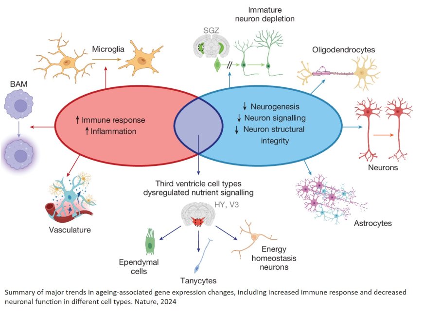 Brain-wide cell-type-specific transcriptomic signatures of healthy ageing in mice