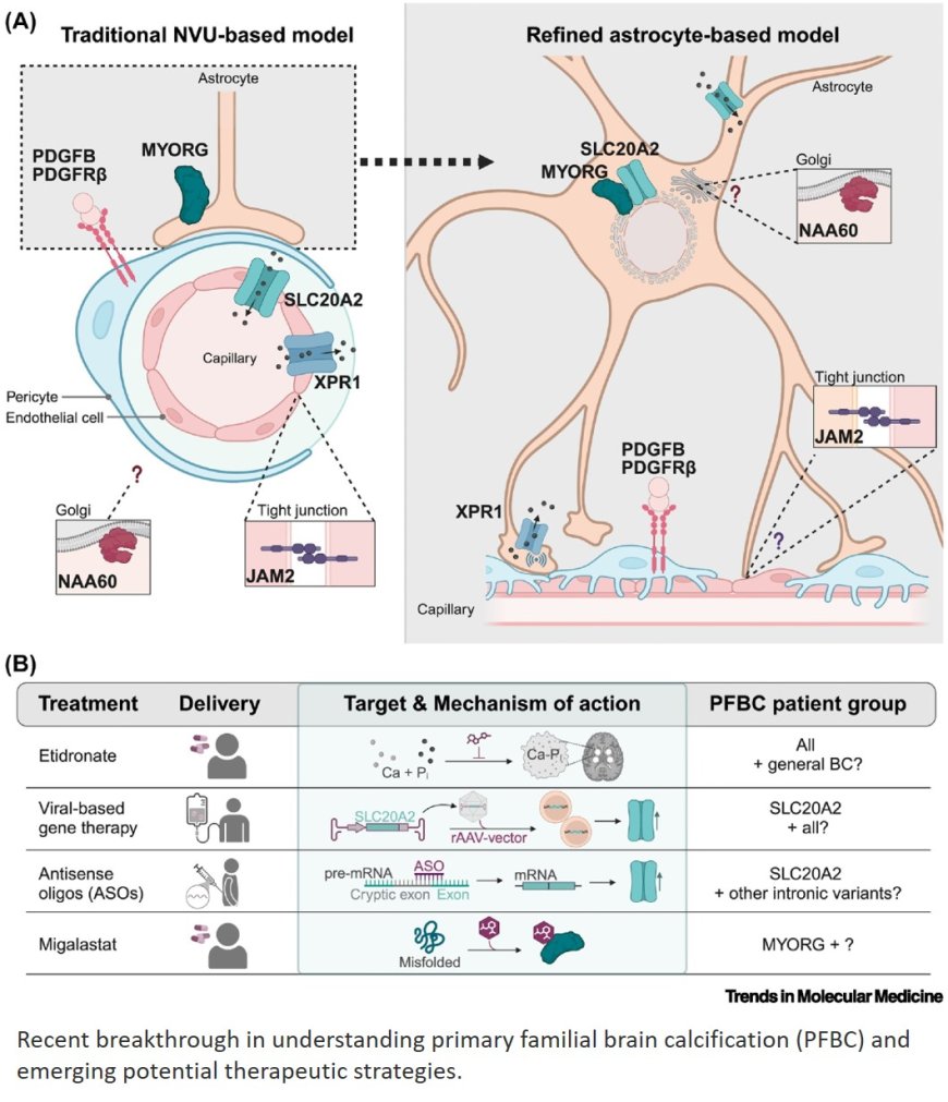 Brain calcification mechanisms