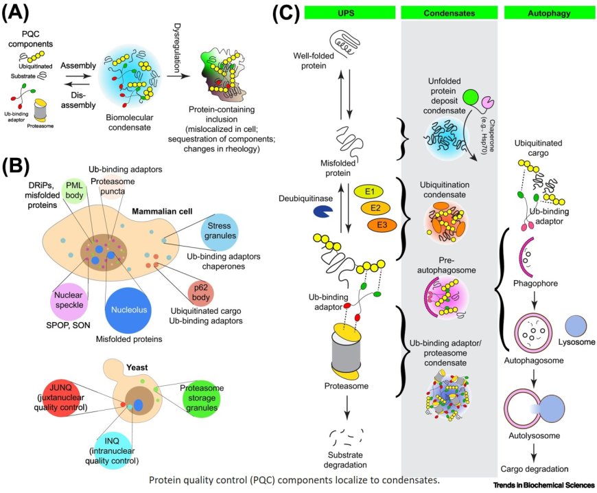 Protein quality control machinery: regulators of condensate architecture and functionality