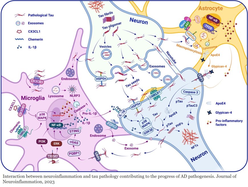 Tau and neuroinfammation in Alzheimer’s disease: interplay mechanisms and clinical translation