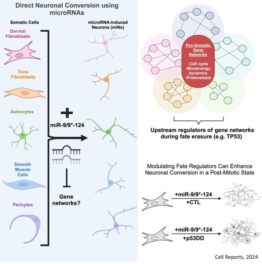 Direct neuronal conversion of somatic cells by microRNAs