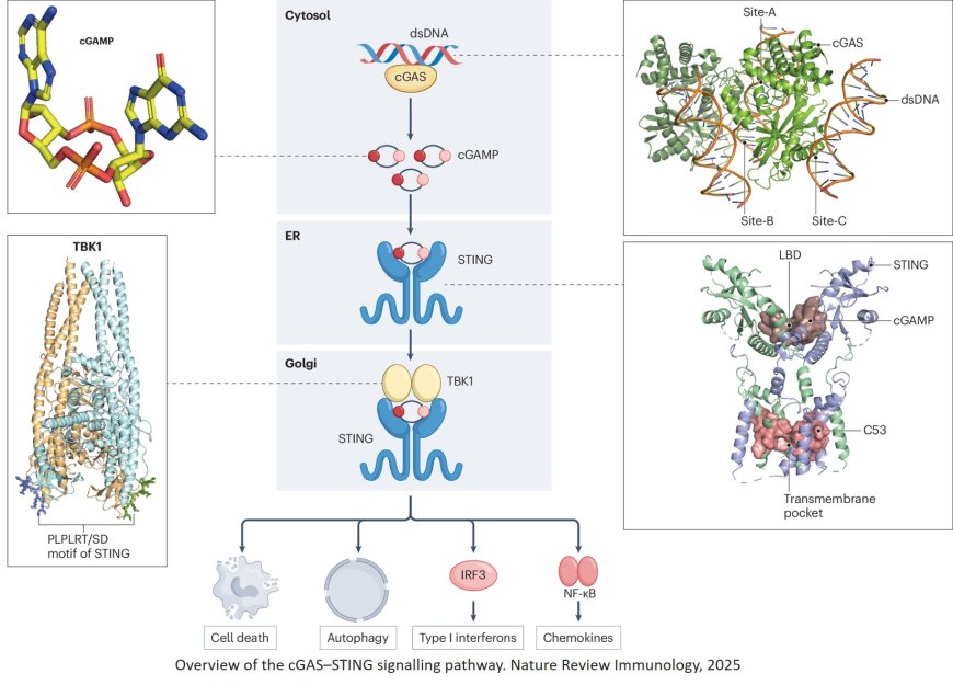 Regulation of cGAS–STING signalling