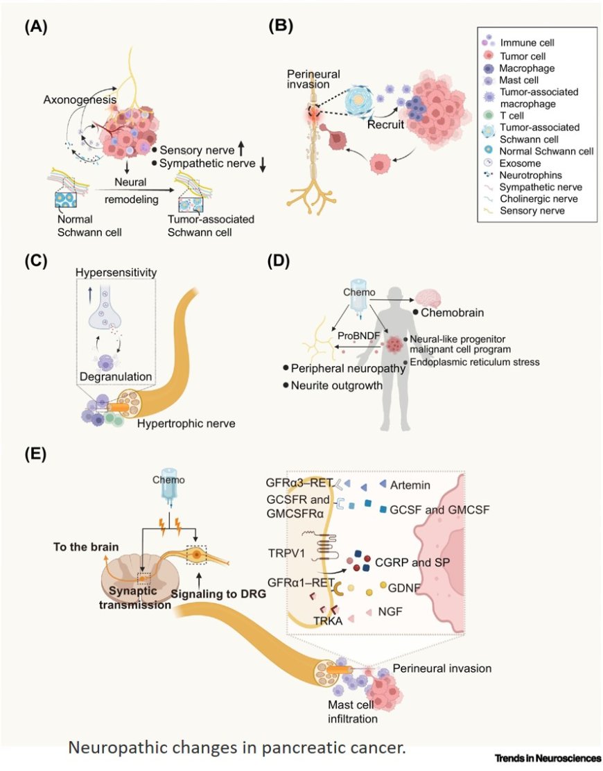 Peripheral, central, and chemotherapy-induced neuropathic changes in pancreatic cancer