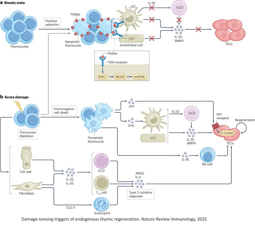 Endogenous thymic regeneration: restoring T cell production following injury