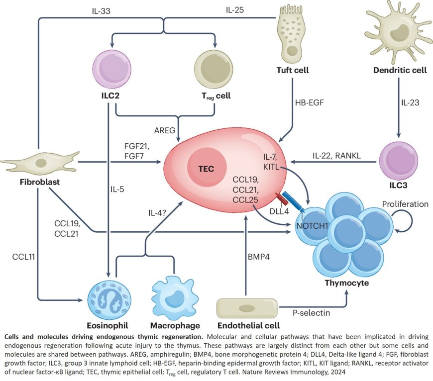 Restoring T cell production in thymus following injury