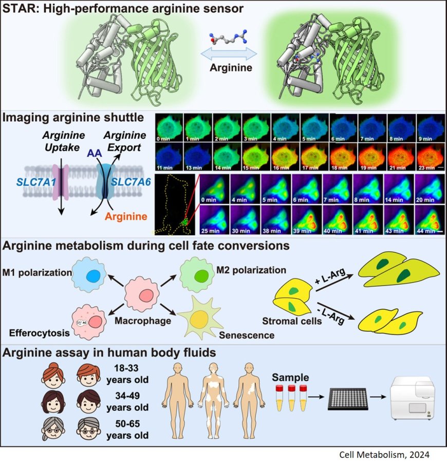 Lighting up arginine metabolism reveals its functional diversity in physiology and pathology