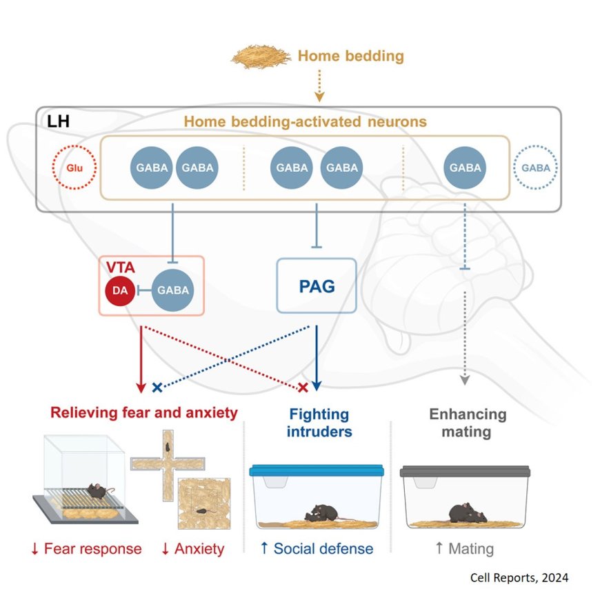 Identification of GABAergic subpopulations in the lateral hypothalamus for home-driven behaviors in mice