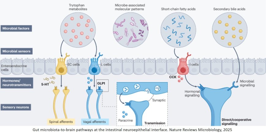 Microbiota–neuroepithelial signalling across the gut–brain axis