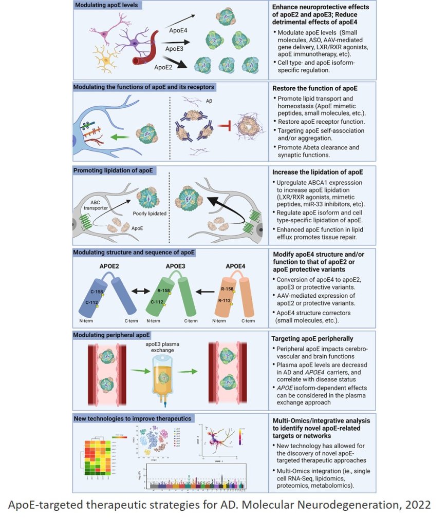 APOE in Alzheimer’s