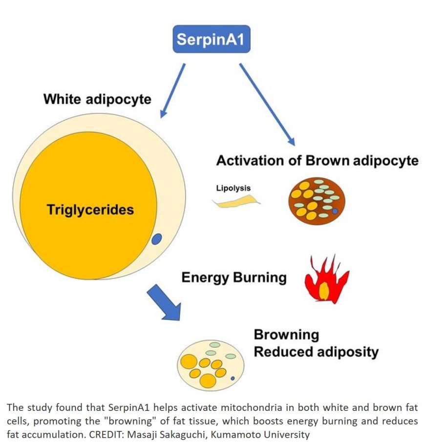 Liver protein SerpinA1 enhances fat browning and glucose control