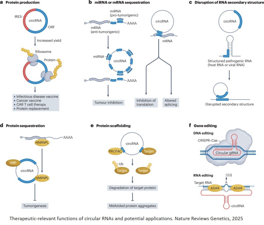 Circular RNAs as drugs!