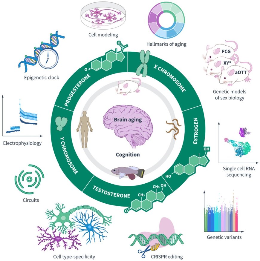 Biological sex matters in brain aging