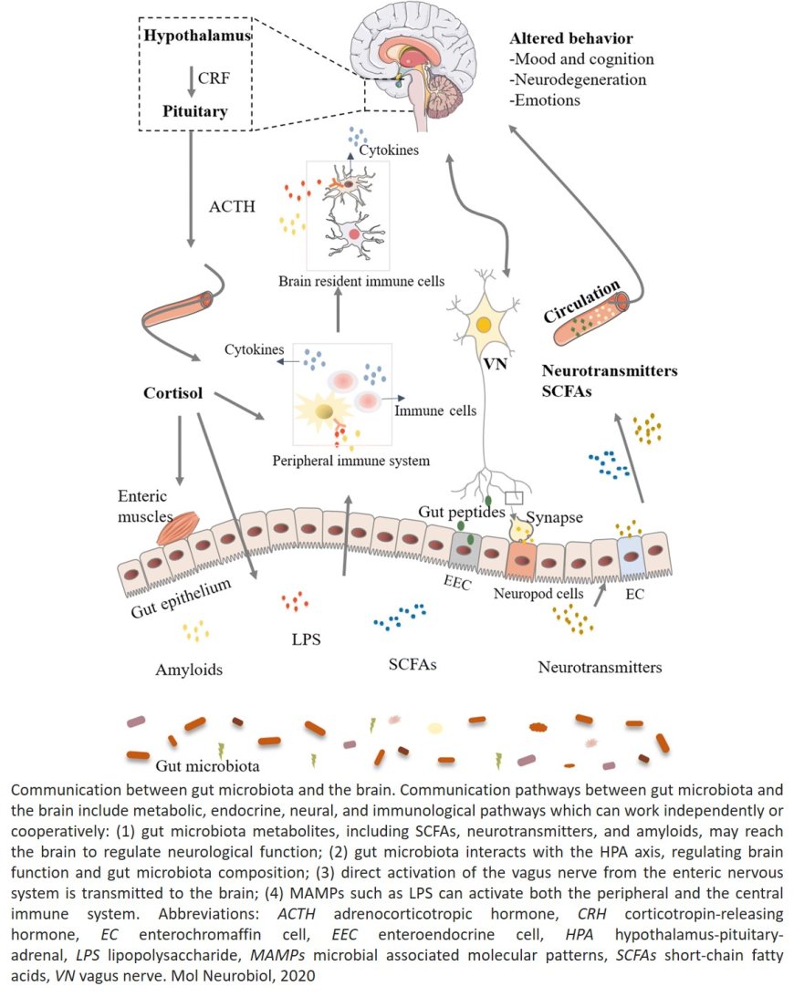 Gut Microbiota and Dysbiosis in Alzheimer’s Disease: Implications for Pathogenesis and Treatment