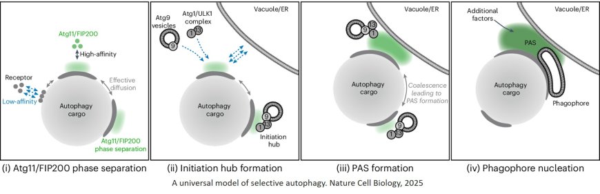 Phase separation of initiation hubs on cargo is a trigger switch for selective autophagy