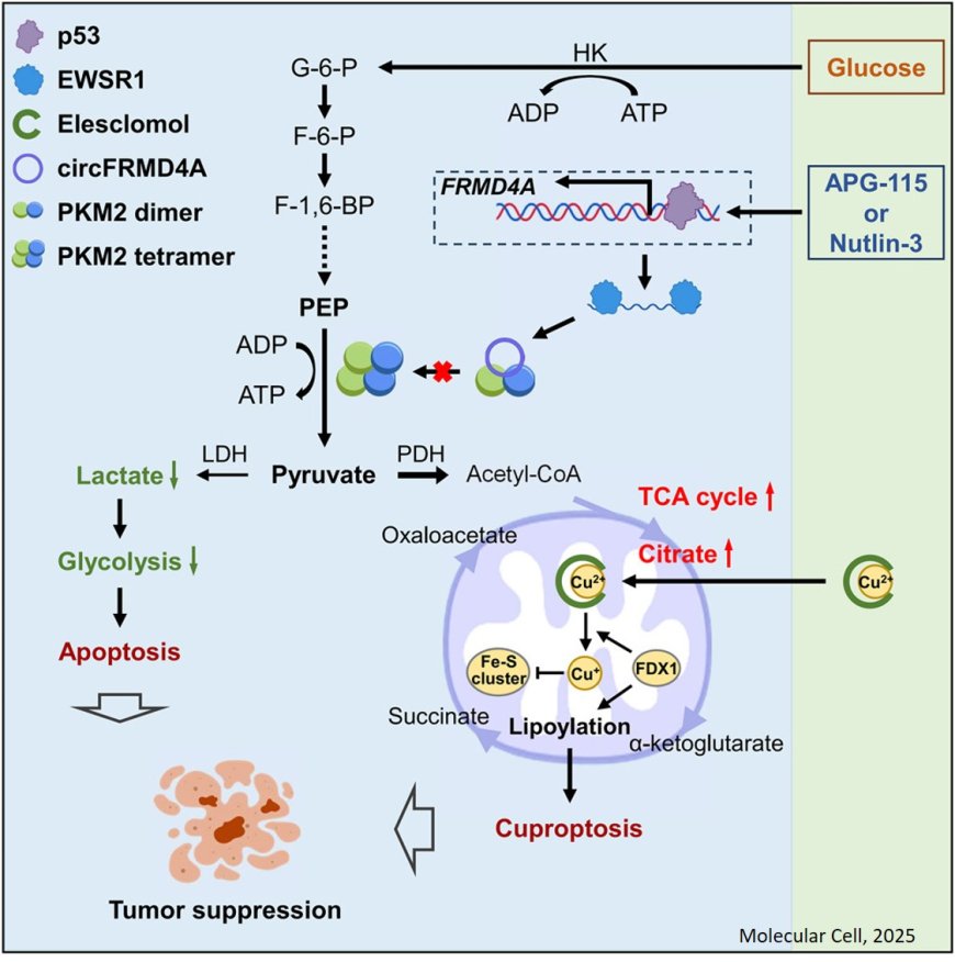 p53 induces circFRMD4A to suppress cancer development through glycolytic reprogramming and cuproptosis