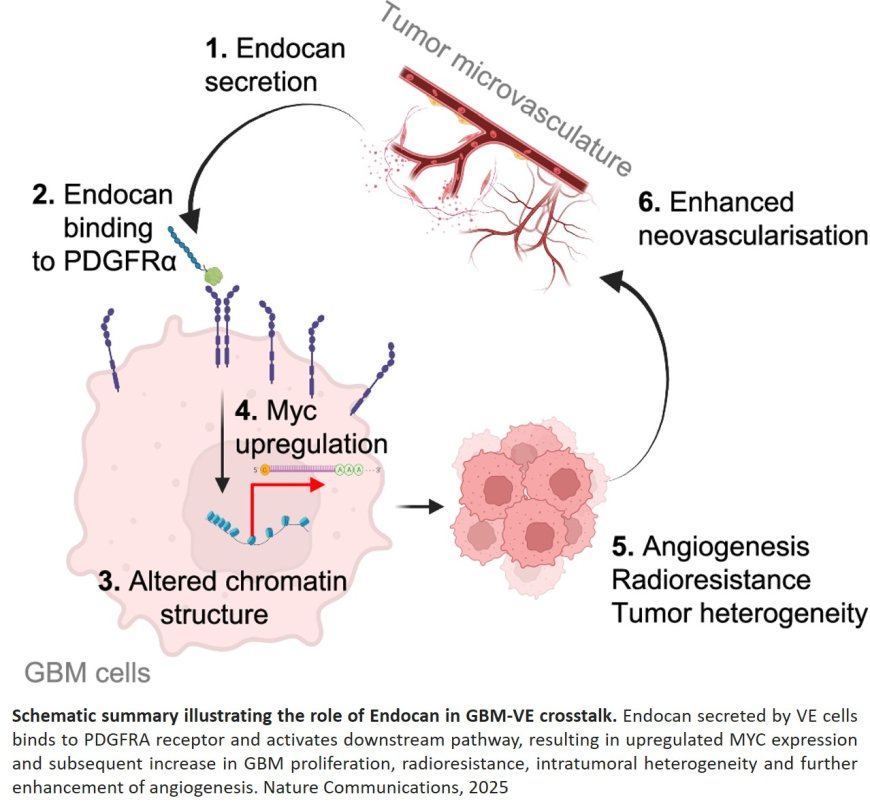 Blood vessel secreted factor helps brain tumor growth and metastasis