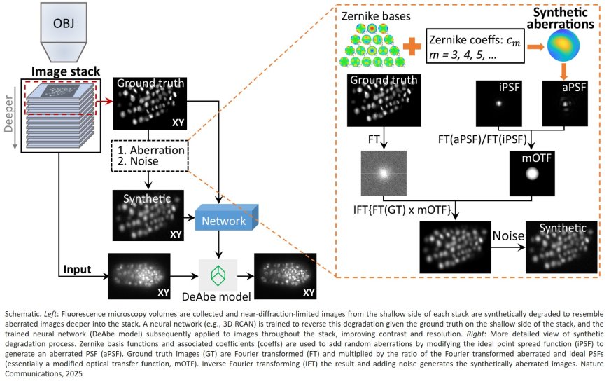 AI improves contrast and resolution in fluorescence microscopy