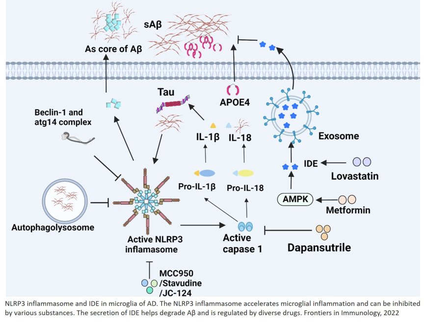 Microglia in the Neuroinflammatory Pathogenesis of Alzheimer’s Disease and Related Therapeutic Targets