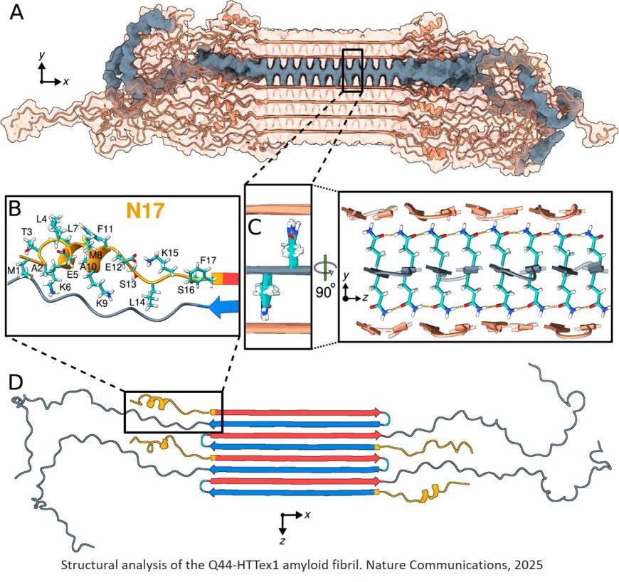 Structure of Huntington’s disease protein uncovered!