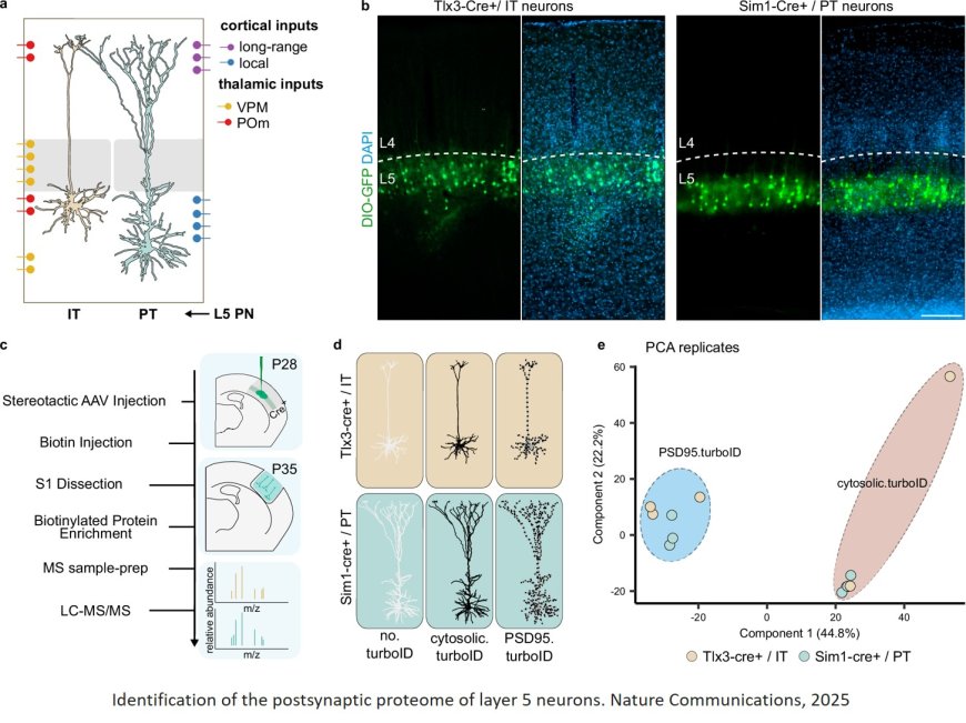 Vulnerabilities of layer 5 pyramidal neurons identified!