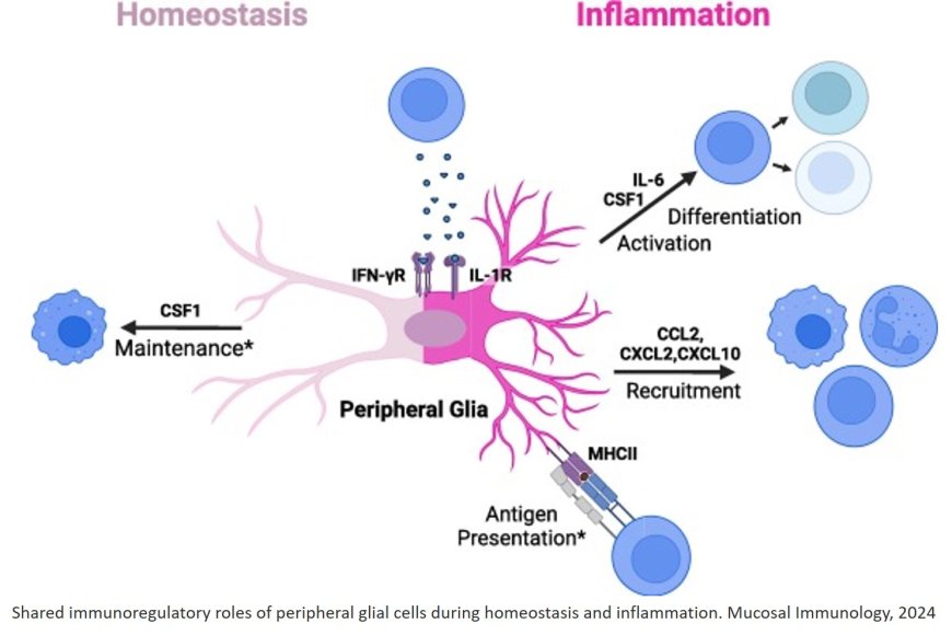 Glial-immune interactions in barrier organs