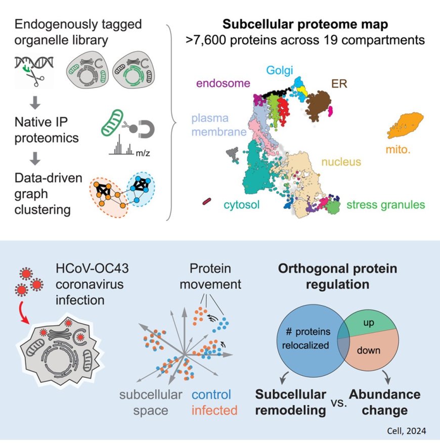 Comprehensive map of protein locations within human cells