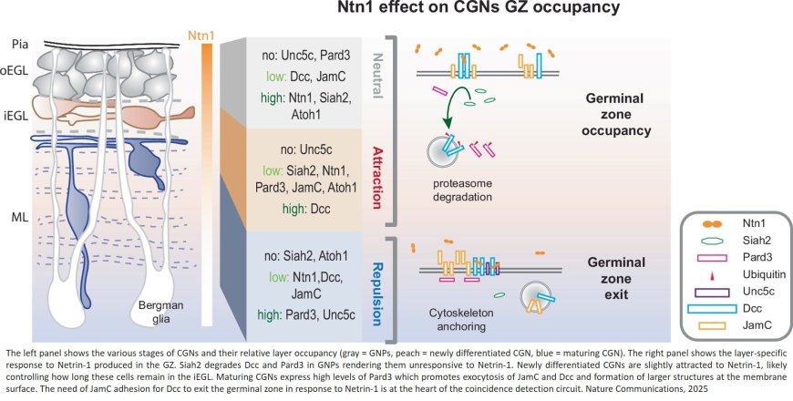 Mechanism to bring newborn neurons out of the neuronal nest