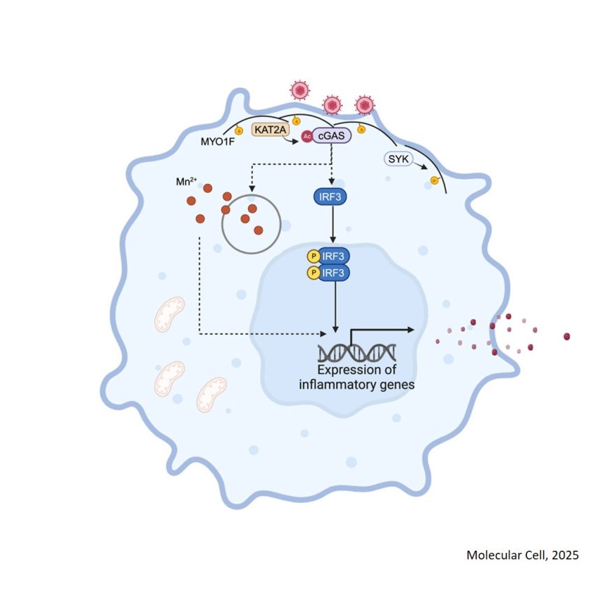 MYO1F positions cGAS on the plasma membrane to ensure full and functional signaling