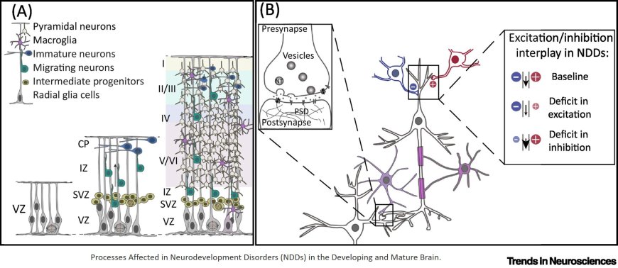 Neurodevelopmental Disorders: From Genetics to Functional Pathways