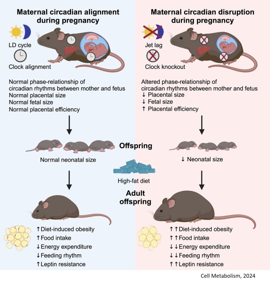 Maternal circadian rhythms during pregnancy dictate metabolic plasticity in offspring