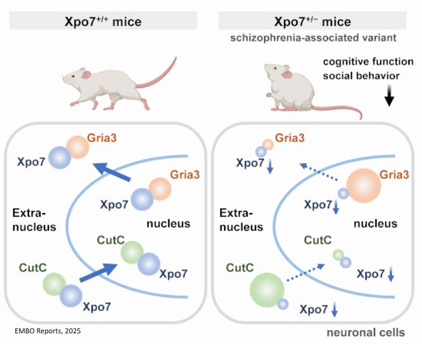 Schizophrenia-related Xpo7 haploinsufficiency leads to behavioral and nuclear transport pathologies