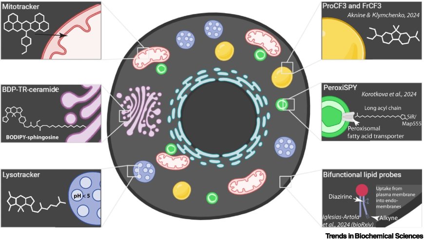 Chemical probes for imaging cellular compartmentalization